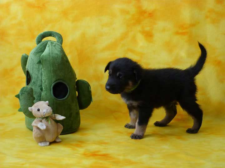 chinook puppy